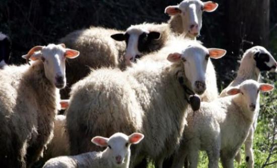 Κρήτη-Έκλεψε 15 πρόβατα και συνελήφθη