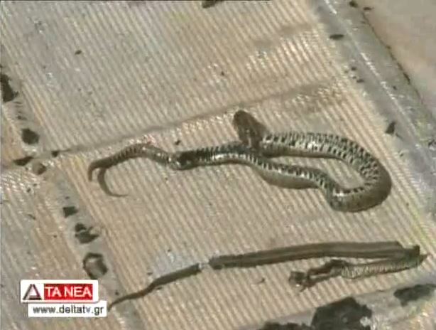 ΒΙΝΤΕΟ-Τους… έζωσαν τα φίδια στην Αλεξανδρούπολη