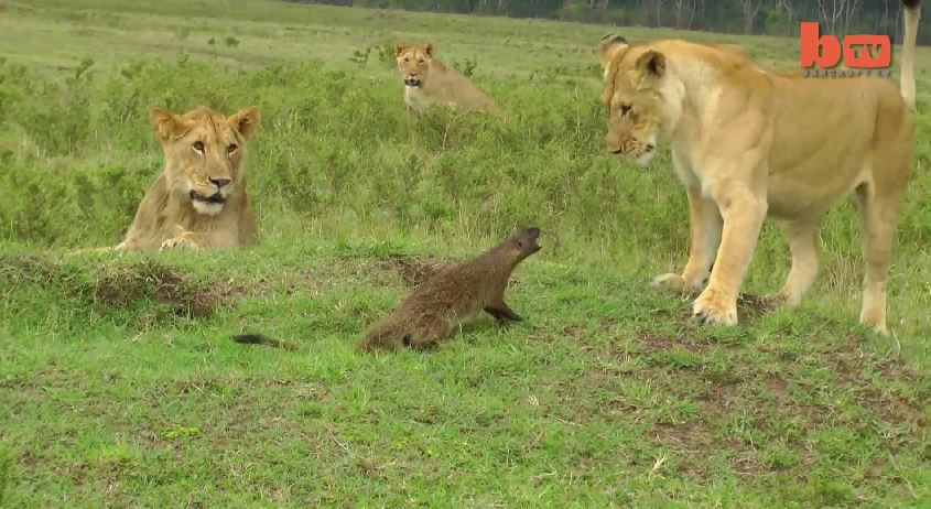 ΒΙΝΤΕΟ-Μαγκούστα τρομάζει 4 λέαινες