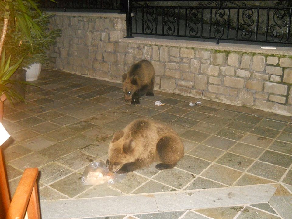 ΦΩΤΟ-Τρία μικρά αρκουδάκια στις γειτονιές του Μετσόβου