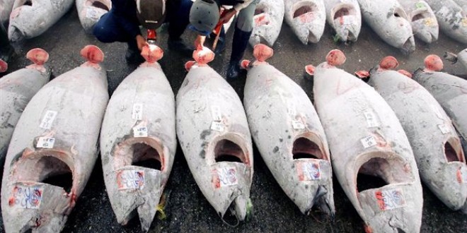 Καβάλα-Μηχανότρατα «έβγαλε» ερυθρούς τόνους 200 κιλών