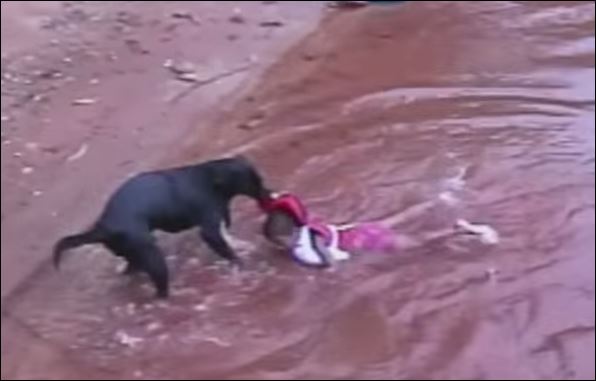 ΒΙΝΤΕΟ-Σκύλος «έσωσε» παιδί από πνιγμό