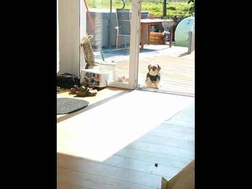 ΒΙΝΤΕΟ-Ο σκύλος και η… αόρατη πόρτα