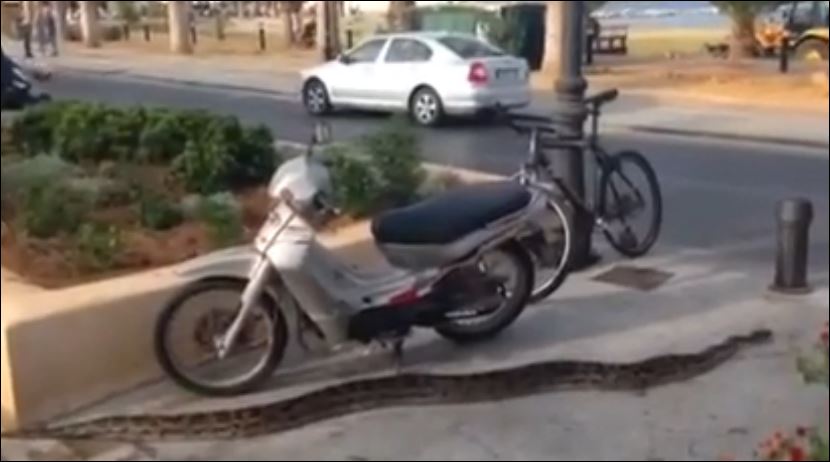 ΒΙΝΤΕΟ-Πύθωνας κάνει βόλτες στο δρόμο