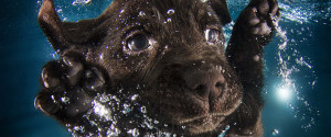 ΦΩΤΟ-Όταν τα σκυλιά… κολυμπούν