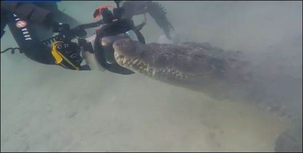 ΒΙΝΤΕΟ-Δύτες ήρθαν… τετ α τετ με κροκόδειλους