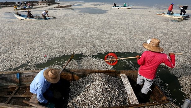 ΦΩΤΟ-Η λίμνη που γέμισε νεκρά ψάρια