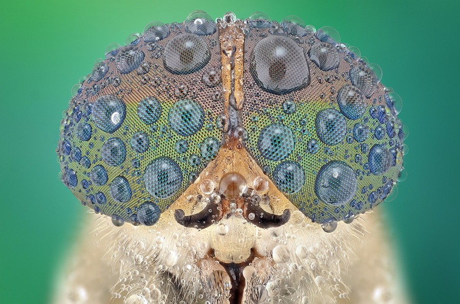 ΦΩΤΟ-Τα εκατοντάδες μάτια των εντόμων