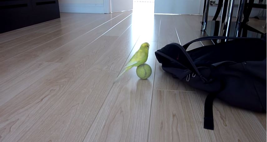 ΒΙΝΤΕΟ-Ο παπαγάλος… ισορροπιστής