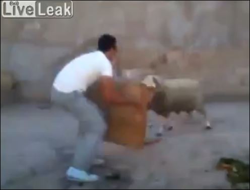 ΒΙΝΤΕΟ-Το πρόβατο που έγινε… ταύρος