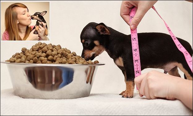 ΦΩΤΟ-Αυτό είναι το πιο μικρό σκυλί της Βρετανίας;