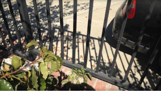 ΦΩΤΟ-Τέλος το «θρίλερ» με την κόμπρα στην Καλιφόρνια