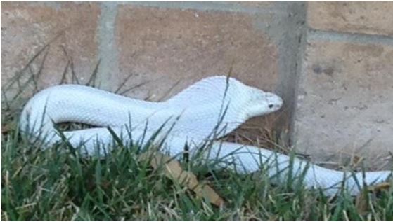 ΦΩΤΟ-Κόμπρα προκαλεί πανικό στην Καλιφόρνια