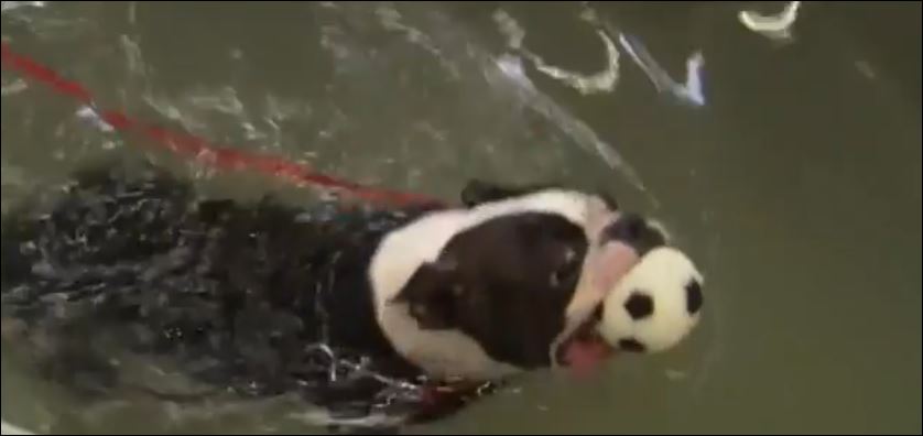 Tα καλύτερα βίντεο της εβδομάδας