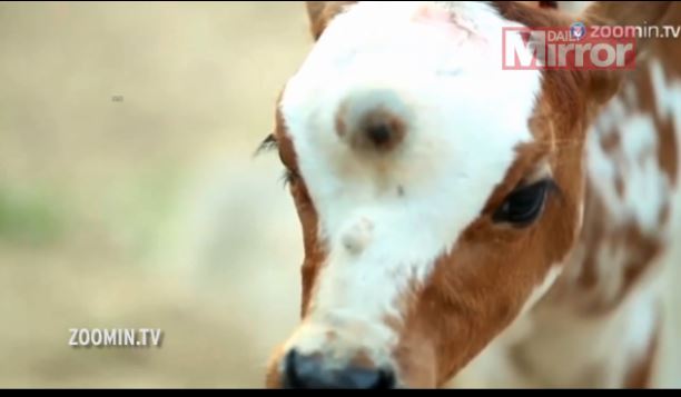 ΦΩΤΟ-Το μοσχαράκι είναι γι αυτούς ο θεός Σίβα
