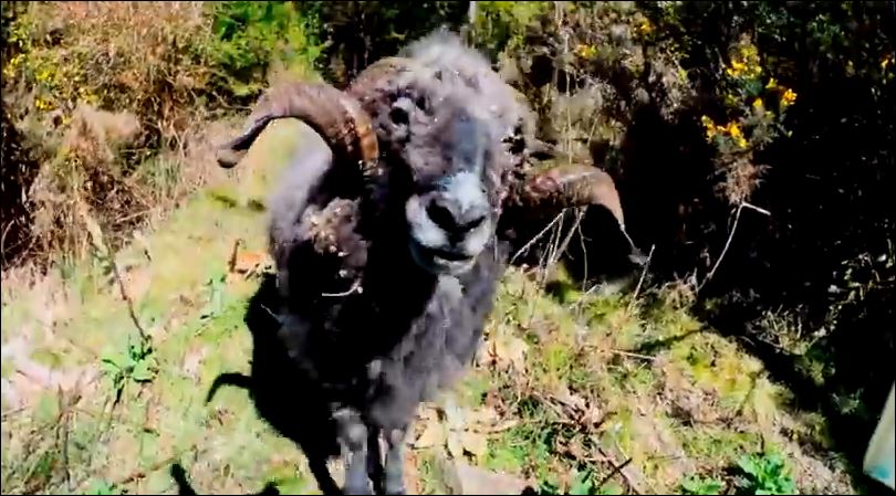 ΒΙΝΤΕΟ-Κριάρι τα βάζει με μη επανδρωμένο αεροσκάφος