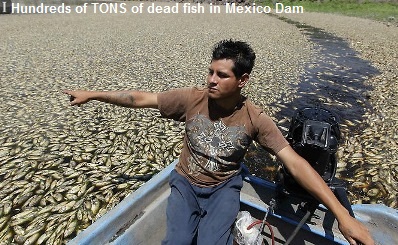 Μεξικό-Ξεβράστηκαν 48 τόνοι ψαριών