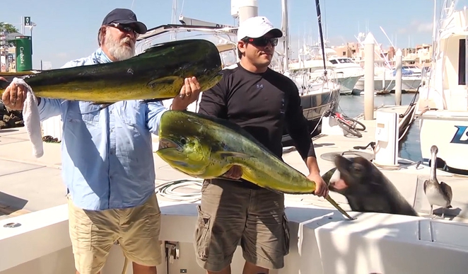 BINTEO-Φώκια του έκλεψε την ψαριά