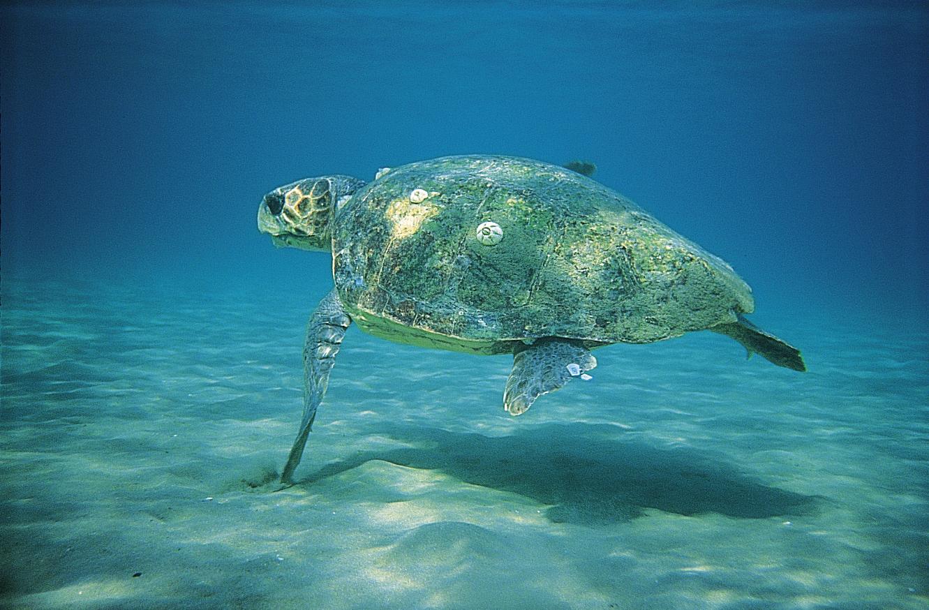 Νεκρές 12 θαλάσσιες χελώνες και ένα δελφίνι μέσα στον Αύγουστο