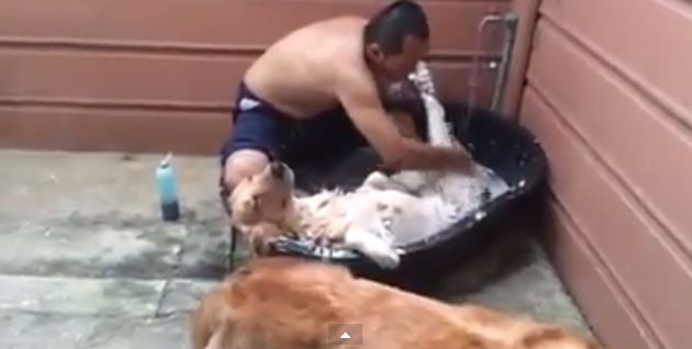 ΒΙΝΤΕΟ-Αυτός ο σκύλος απολαμβάνει το «σπα»