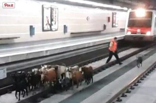 ΒΙΝΤΕΟ-Κατσίκες στο… Μετρό