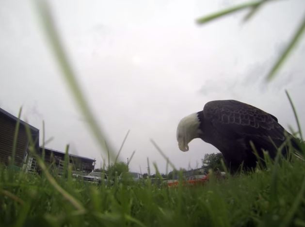 ΒΙΝΤΕΟ-Αετός «έκλεψε» την κάμερα