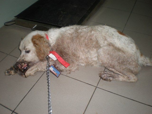 ΦΩΤΟ-Φρίκη στα Τρίκαλα – Πυροβόλησαν σκύλο