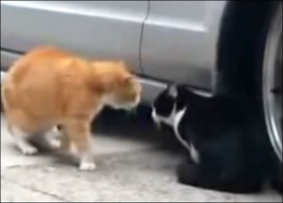 ΒΙΝΤΕΟ-Έχουν και οι γάτες τα προβλήματά τους