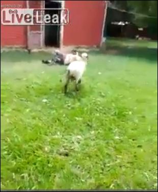 ΒΙΝΤΕΟ-Πρόβατο “επιτέθηκε” σε μεθυσμένο