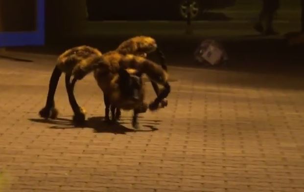ΒΙΝΤΕΟ-O σκύλος “ντύθηκε” αράχνη