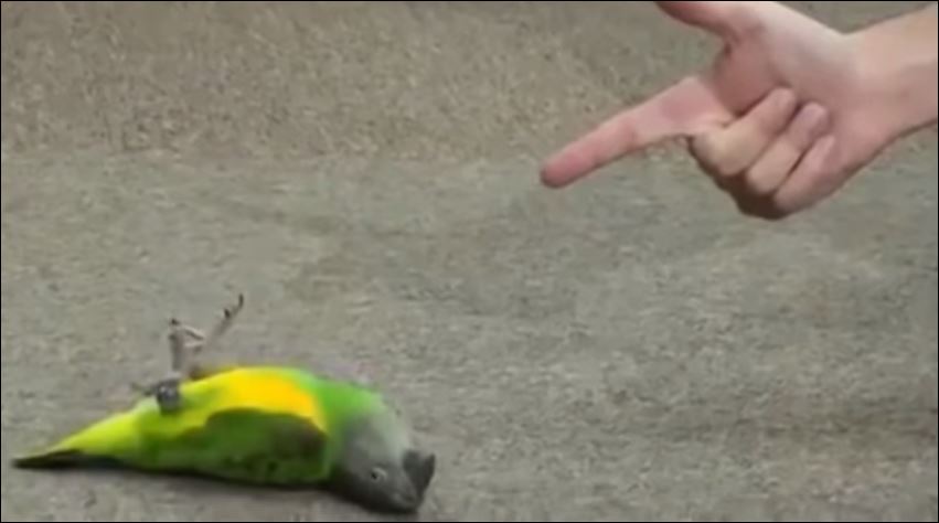 ΒΙΝΤΕΟ-Σε κάθε μπαμ ο παπαγάλος κάνει τον… ψόφιο κοριό