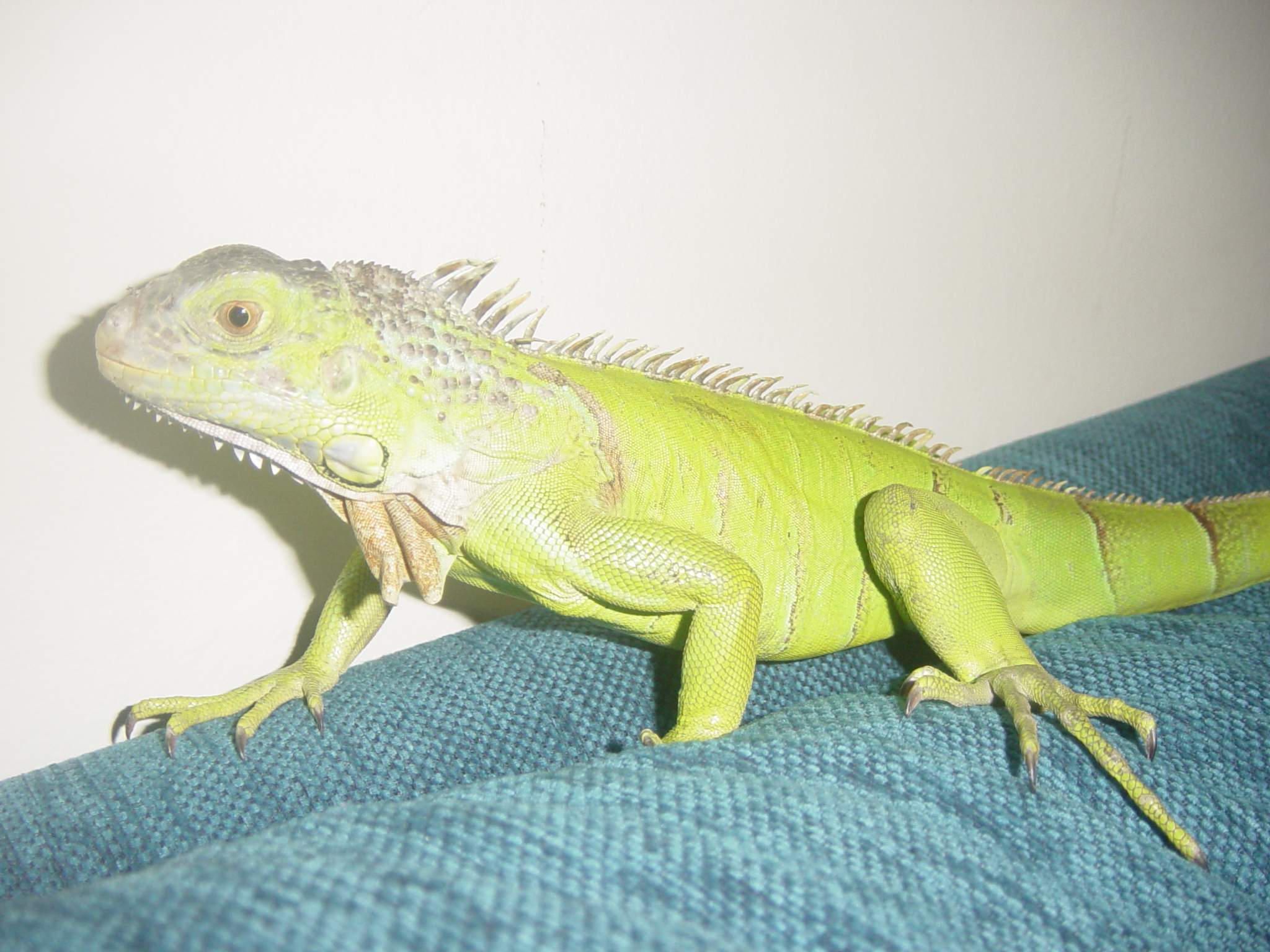 Τεράστιο ιγκουάνα μπήκε σε διαμέρισμα