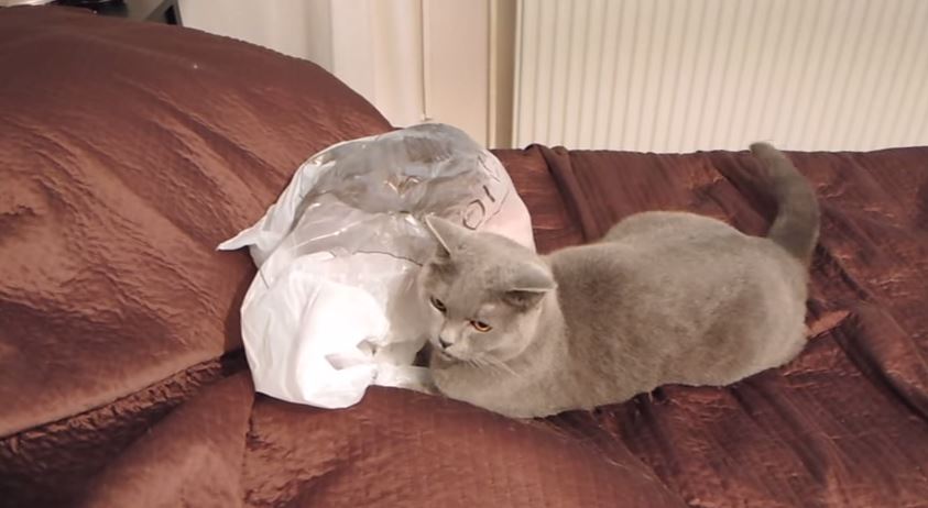 ΒΙΝΤΕΟ-Η φάρσα… της γάτας