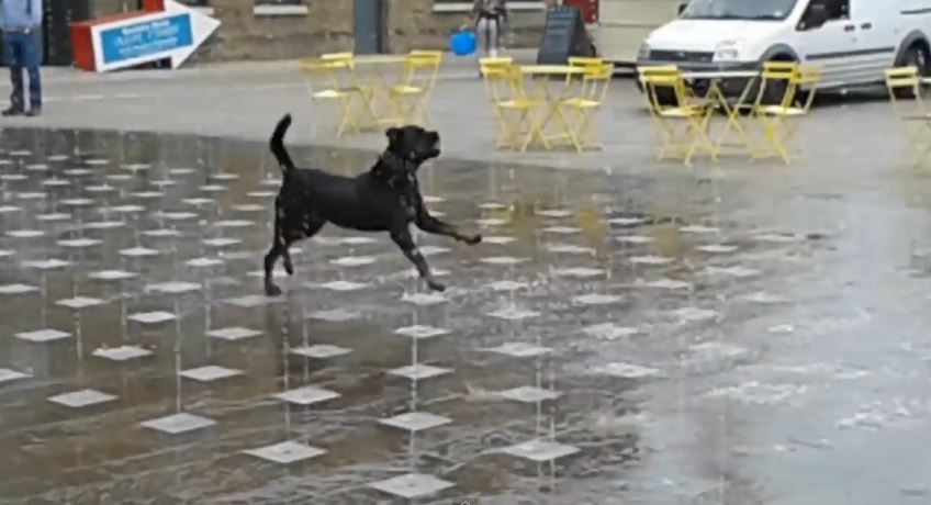 ΒΙΝΤΕΟ-Ο παιχνιδιάρης σκύλος στο σιντριβάνι