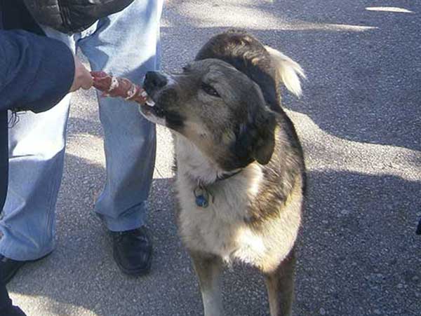 Κτηνωδία στα Τρίκαλα-Δηλητηρίασαν σκύλο