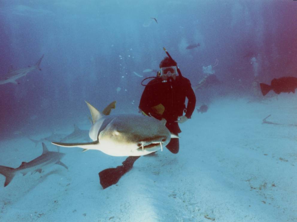 ΦΩΤΟ-Κολυμπώντας με… καρχαρίες