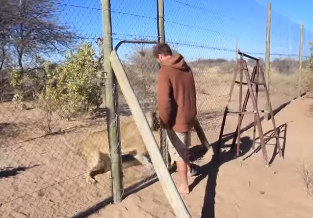 ΒΙΝΤΕΟ-Η αγκαλιά του… λιονταριού