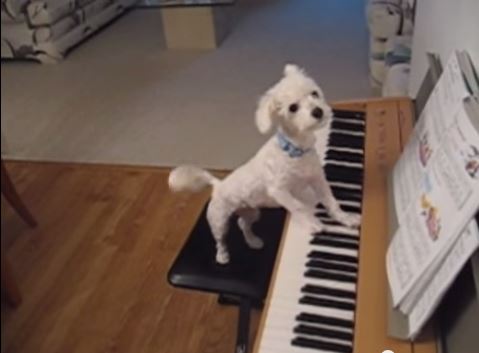 ΒΙΝΤΕΟ-Σκύλοι “Mπετόβεν” παίζουν πιάνο