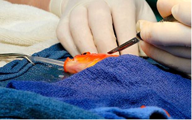 ΦΩΤΟ-Αφαίρεσαν όγκο από χρυσόψαρο