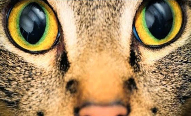 WWF: Σε 40 χρόνια εξαφανίστηκαν τα μισά ζώα