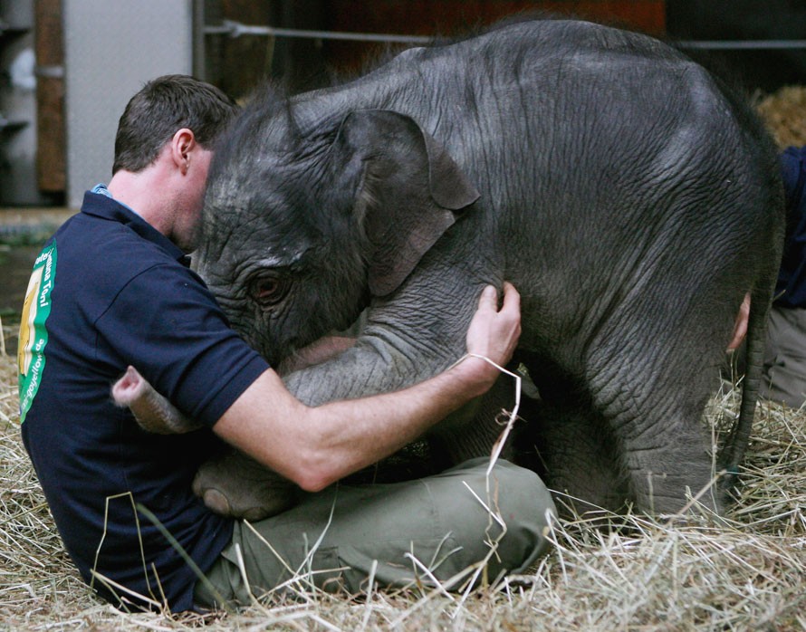 ΦΩΤΟ-Τεράστια ζώα χαρίζουν τεράστιες αγκαλιές
