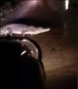 ΒΙΝΤΕΟ-Τους έκλεισε το δρόμο… κροκόδειλος