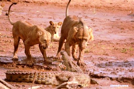 ΒΙΝΤΕΟ-Κροκόδειλος διεκδικεί από λιοντάρια το πτώμα ελέφαντα