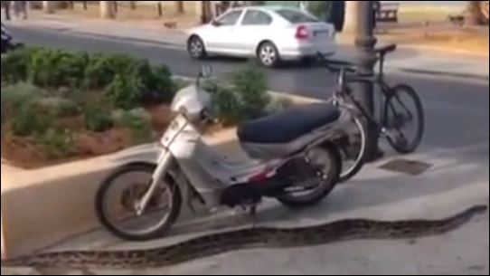 ΒΙΝΤΕΟ-Τεράστιο φίδι σκορπά τον τρόμο στο Ρέθυμνο