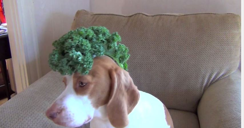 ΒΙΝΤΕΟ-Ένας σκύλος… ζογκλέρ