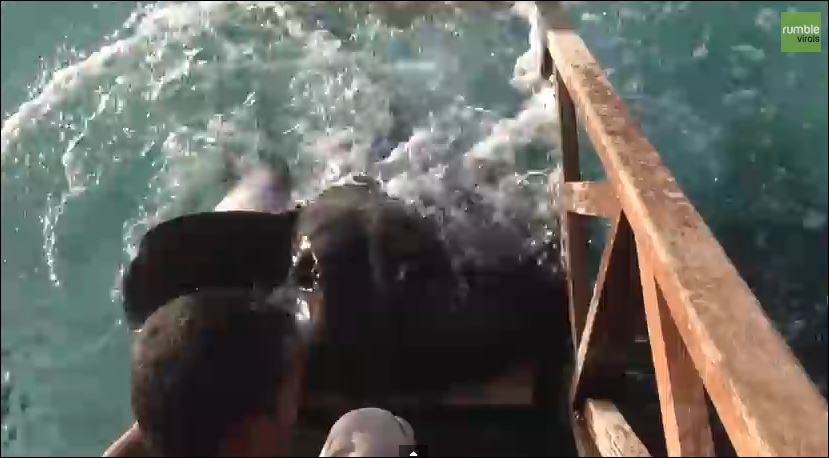 ΒΙΝΤΕΟ-Σαλάχι “σκαρφάλωσε” για λίγη τροφή