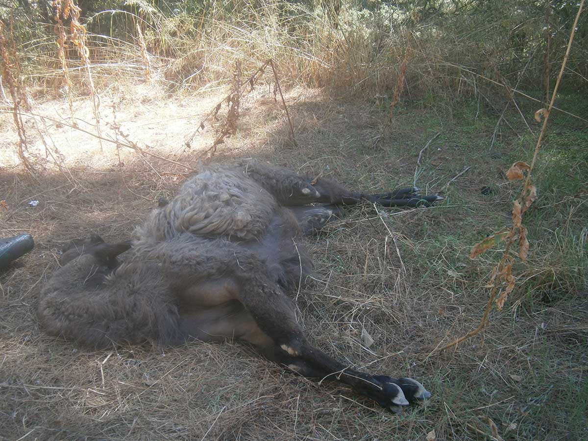 «Έφυγε» και το Λάμα από τον ζωολογικό κήπο Τρικάλων