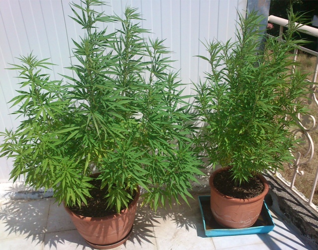 Είχε στο σπίτι δενδρύλλια κάνναβης ύψους 1,5μ.
