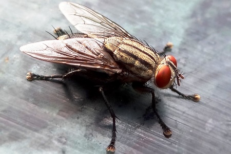Αποκωδικοποιήθηκε το DNA της μύγας