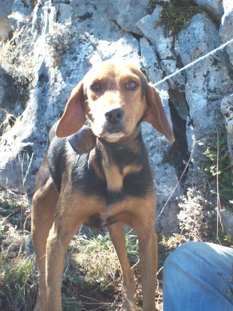 ΦΩΤΟ-Μεγάλη επιχείρηση διασωσης σκύλου